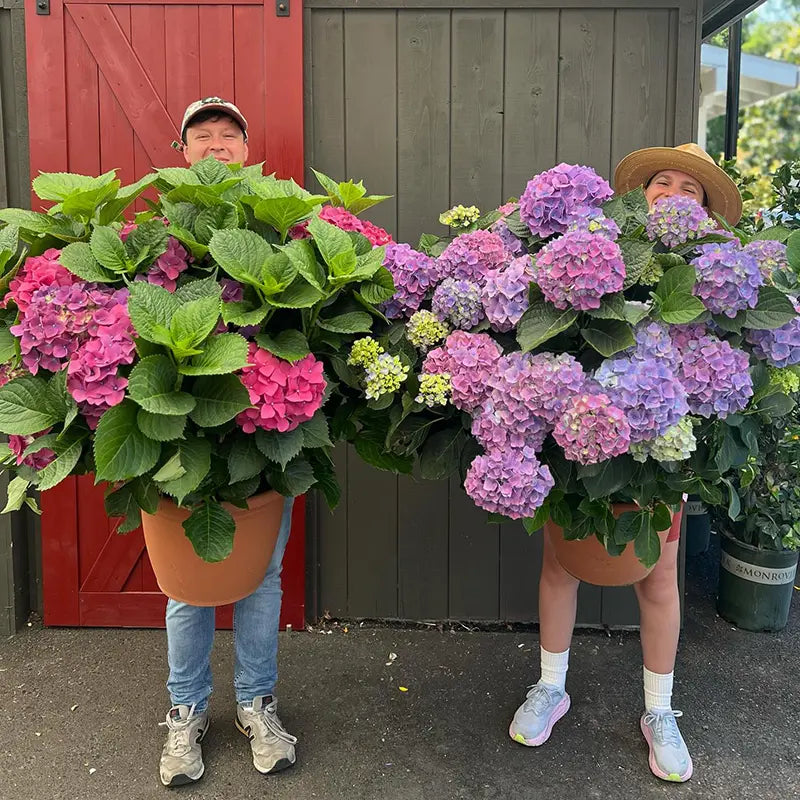 Outdoor Artificial Hydrangea Flowers, Realistic Faux Silk Blooms for Patio
