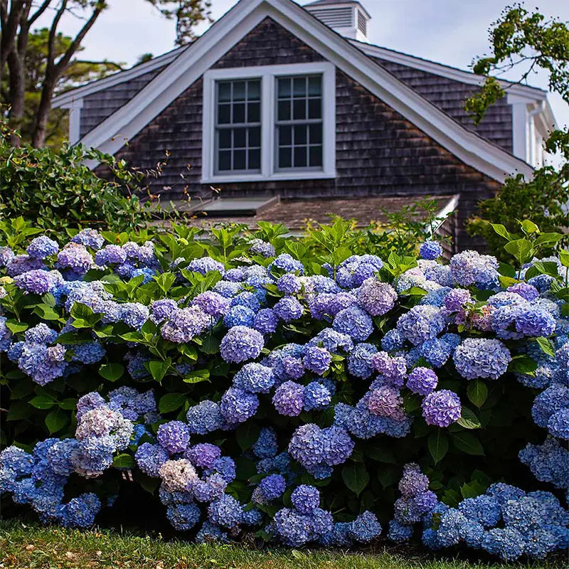 Outdoor Artificial Hydrangea Flowers, Realistic Faux Silk Blooms for Patio